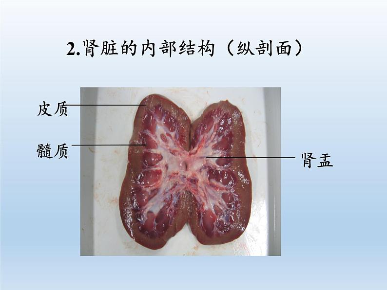 北师大版生物七年级下册 第11章 第2节 尿的形成与排出(14)（课件）08