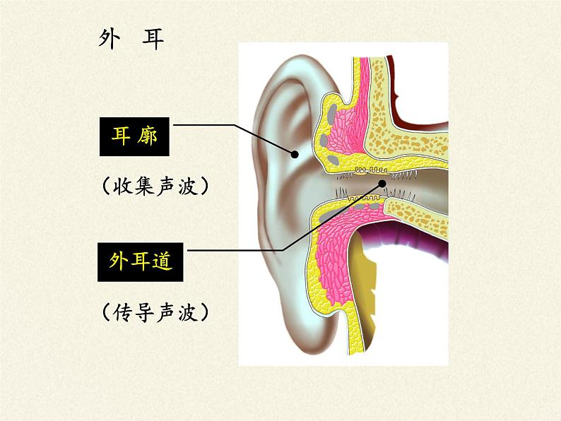 北师大版生物七年级下册 第12章 第2节 感受器和感觉器官（课件）第4页