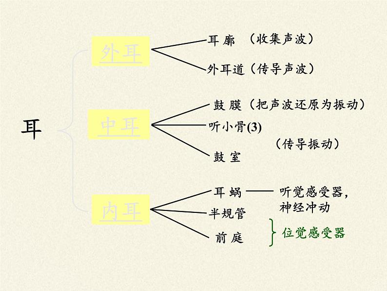 北师大版生物七年级下册 第12章 第2节 感受器和感觉器官（课件）第6页