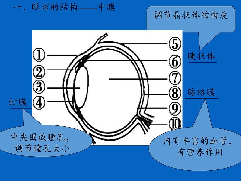 北师大版生物七年级下册 第12章 第2节 感受器和感觉器官(12)（课件）第4页