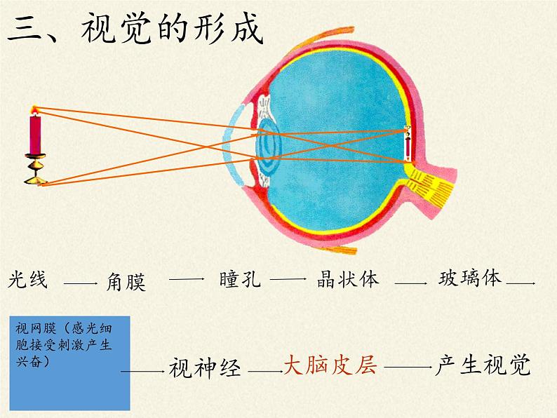 北师大版生物七年级下册 第12章 第2节 感受器和感觉器官(12)（课件）第7页