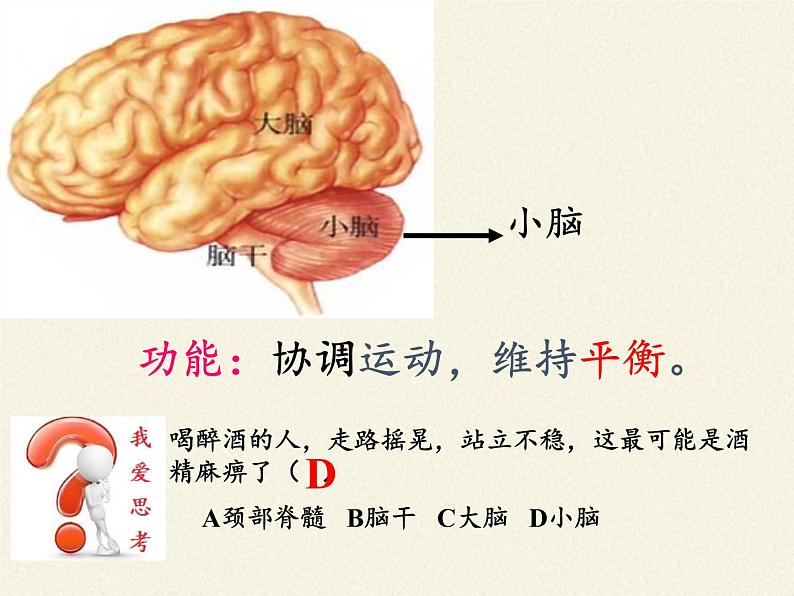 北师大版生物七年级下册 第12章 第1节 神经系统与神经调节(3)（课件）第7页