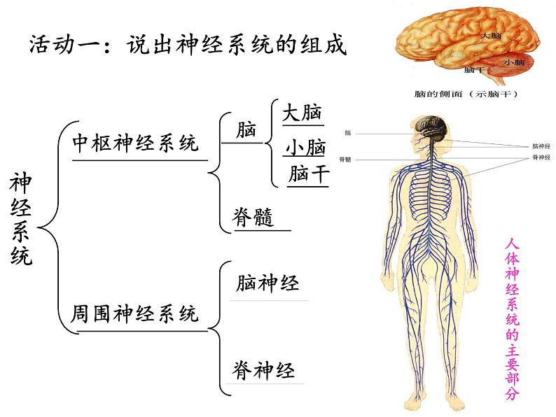 北师大版生物七年级下册 第12章 第1节 神经系统与神经调节(11)（课件）06