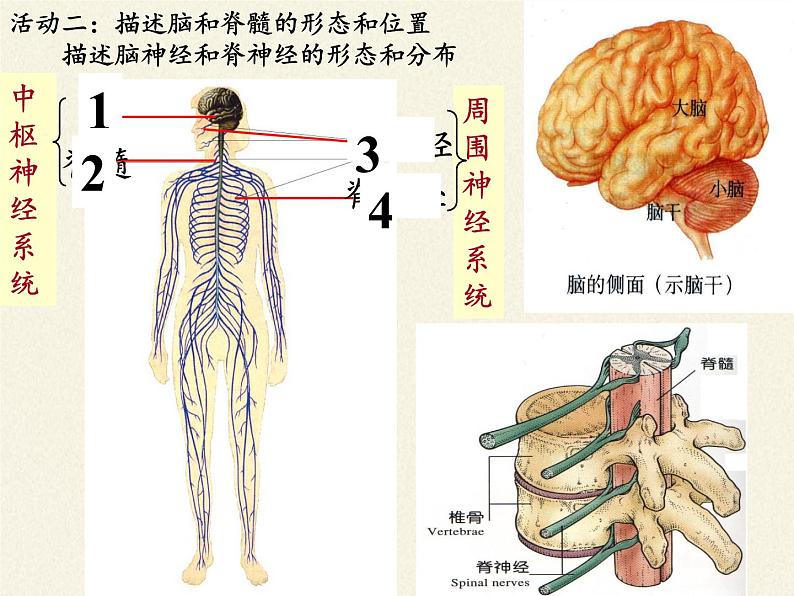 北师大版生物七年级下册 第12章 第1节 神经系统与神经调节(11)（课件）07