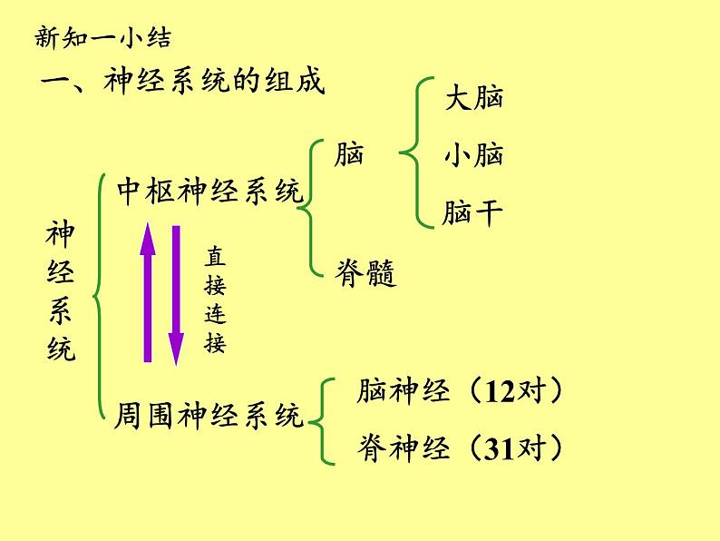 北师大版生物七年级下册 第12章 第1节 神经系统与神经调节(11)（课件）08