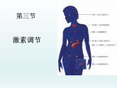 北师大版生物七年级下册 第12章 第3节 激素调节（课件）