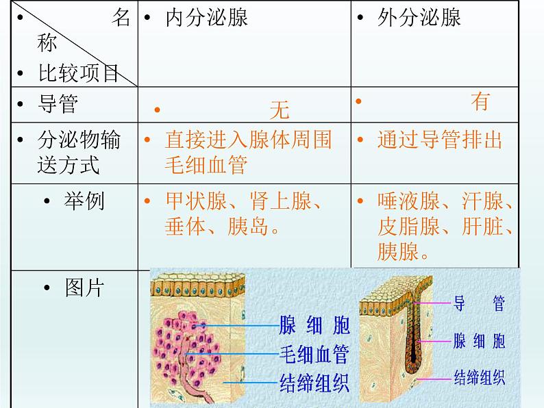 北师大版生物七年级下册 第12章 第3节 激素调节（课件）04