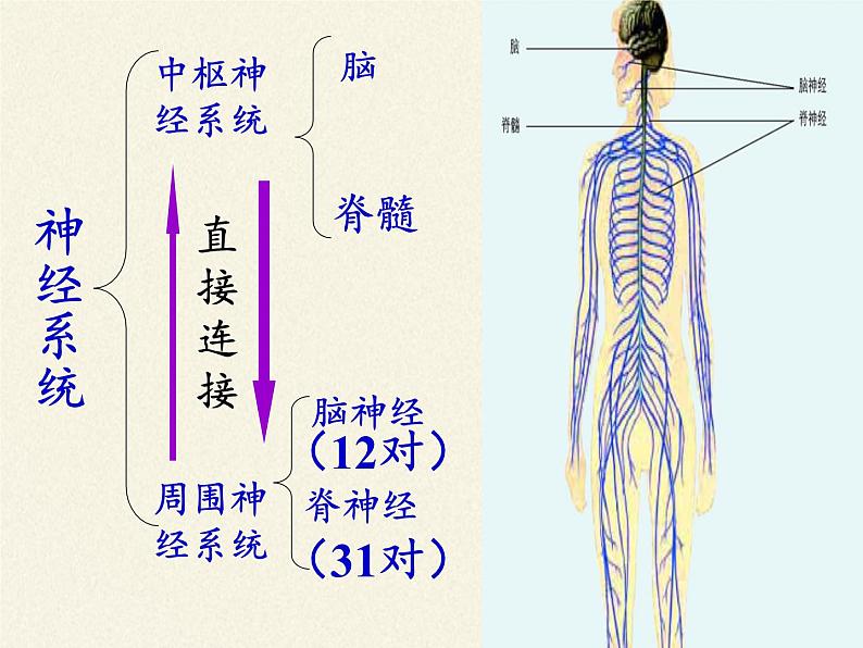 北师大版生物七年级下册 第12章 第1节 神经系统与神经调节(7)（课件）第4页