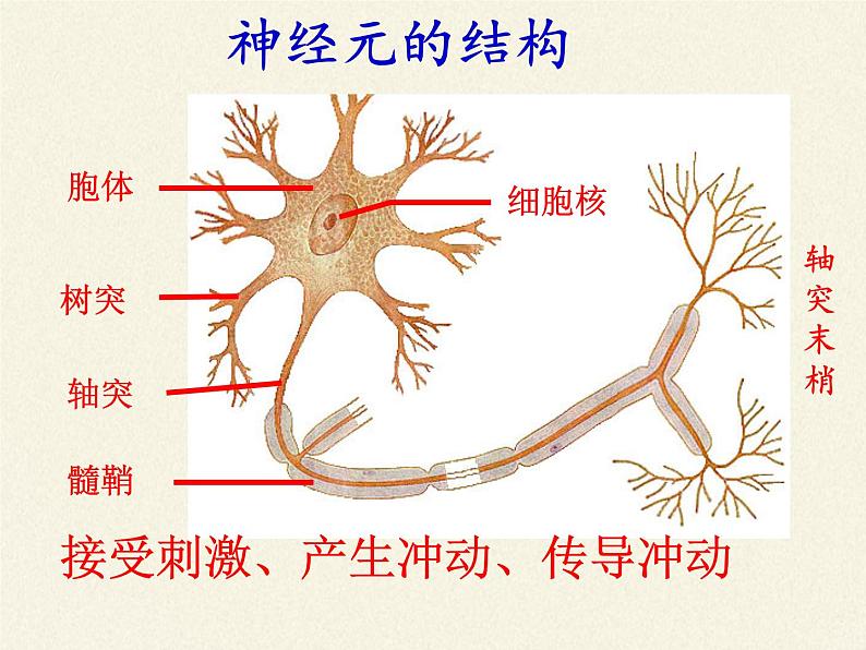 北师大版生物七年级下册 第12章 第1节 神经系统与神经调节(7)（课件）第8页