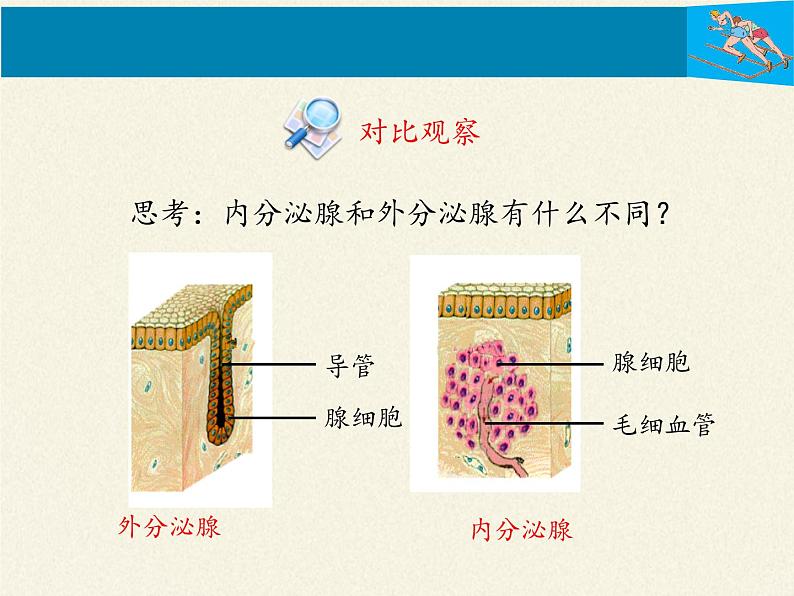 北师大版生物七年级下册 第12章 第3节 激素调节（课件）05