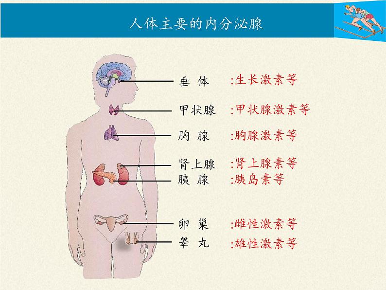 北师大版生物七年级下册 第12章 第3节 激素调节（课件）07