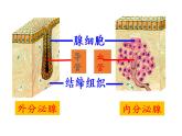 北师大版生物七年级下册 第12章 第3节 激素调节(17)（课件）