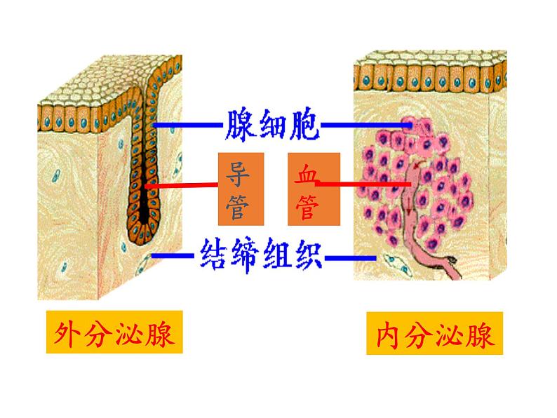 北师大版生物七年级下册 第12章 第3节 激素调节(17)（课件）03