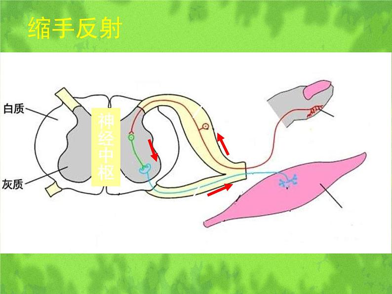 北师大版生物七年级下册 第12章 第1节 神经系统与神经调节（课件）05