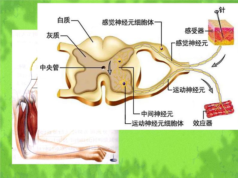 北师大版生物七年级下册 第12章 第1节 神经系统与神经调节（课件）06