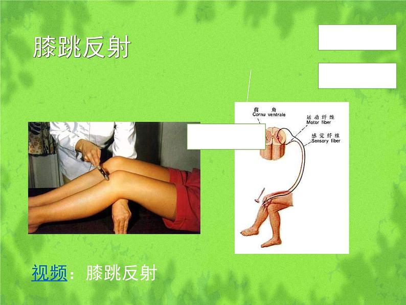 北师大版生物七年级下册 第12章 第1节 神经系统与神经调节（课件）07