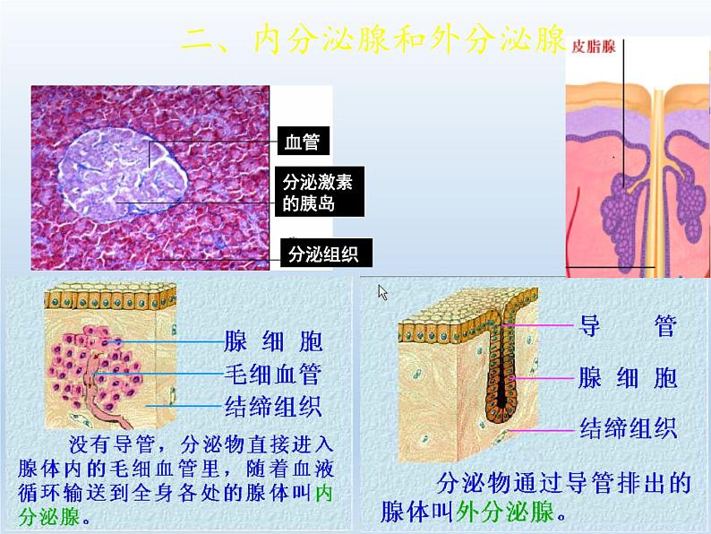 北师大版生物七年级下册 第12章 第3节 激素调节(20)（课件）06