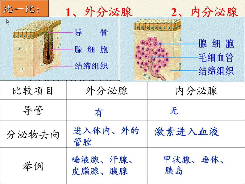 北师大版生物七年级下册 第12章 第3节 激素调节(8)（课件）05