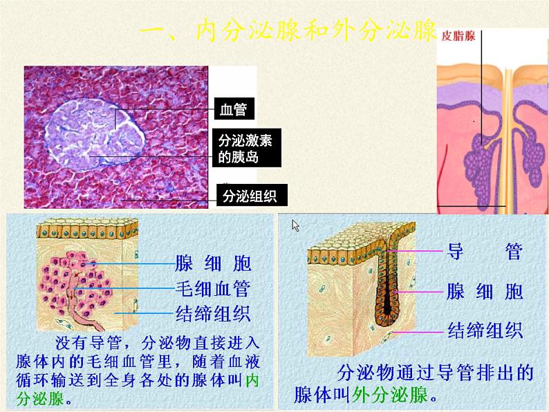 北师大版生物七年级下册 第12章 第3节 激素调节(22)（课件）05