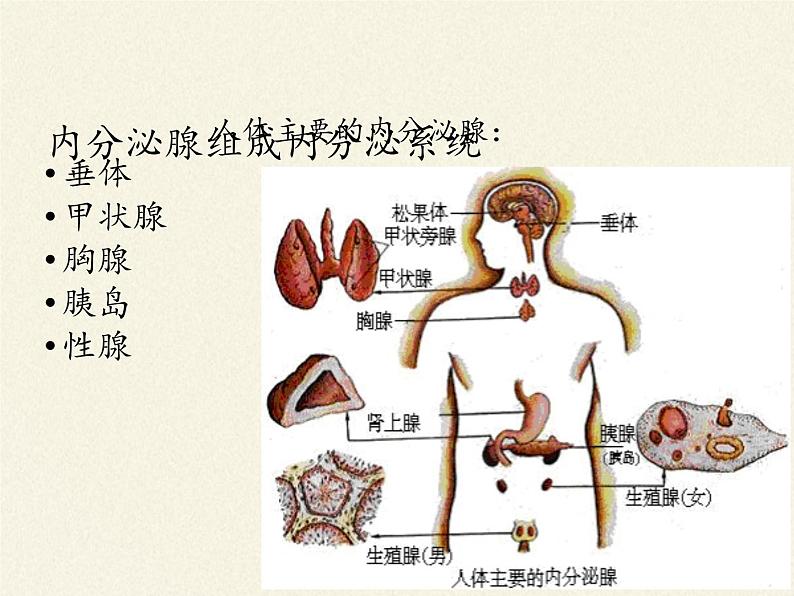 北师大版生物七年级下册 第12章 第3节 激素调节(22)（课件）07