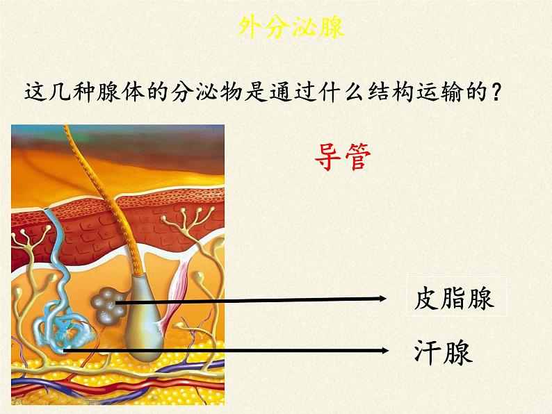 北师大版生物七年级下册 第12章 第3节 激素调节(6)（课件）05