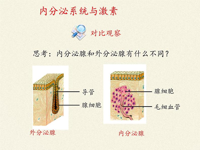 北师大版生物七年级下册 第12章 第3节 激素调节(6)（课件）06