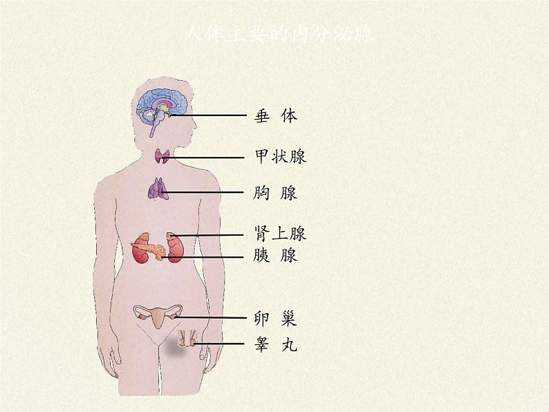 北师大版生物七年级下册 第12章 第3节 激素调节(6)（课件）07