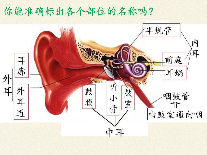 北师大版生物七年级下册 第12章 第2节 感受器和感觉器官(11)（课件）第2页