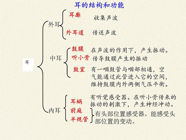 北师大版生物七年级下册 第12章 第2节 感受器和感觉器官(11)（课件）第4页