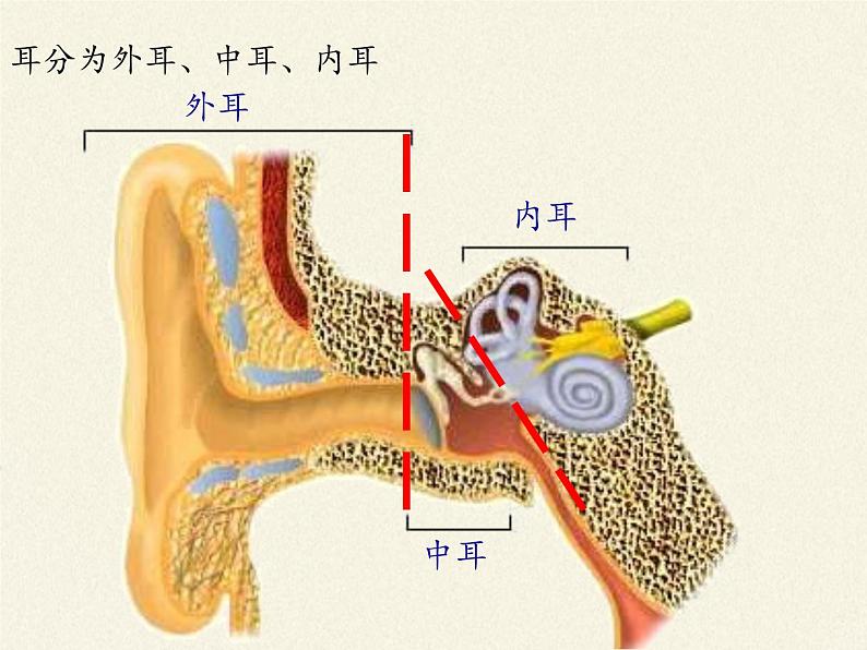 北师大版生物七年级下册 第12章 第2节 感受器和感觉器官(11)（课件）第5页