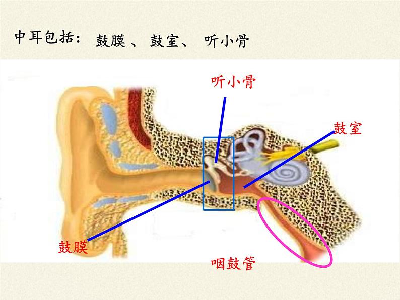 北师大版生物七年级下册 第12章 第2节 感受器和感觉器官(11)（课件）第7页