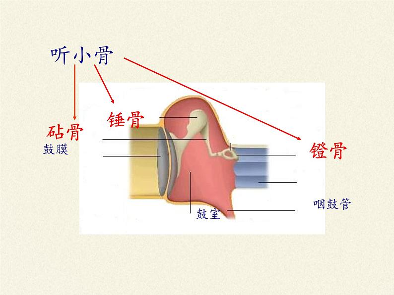 北师大版生物七年级下册 第12章 第2节 感受器和感觉器官(11)（课件）第8页