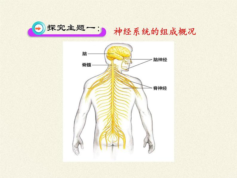 北师大版生物七年级下册 第12章 第1节 神经系统与神经调节(12)（课件）第6页