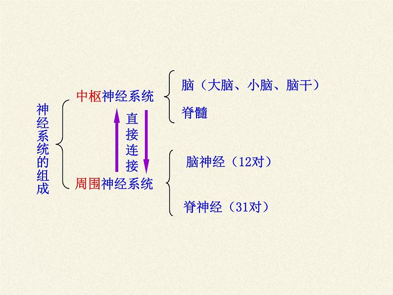 北师大版生物七年级下册 第12章 第1节 神经系统与神经调节(12)（课件）第7页