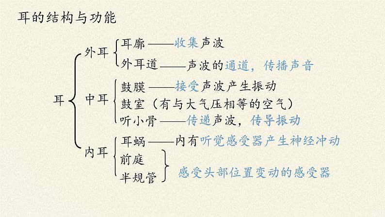 北师大版生物七年级下册 第12章 第2节 感受器和感觉器官(4)（课件）08