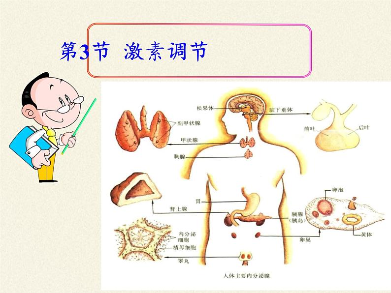北师大版生物七年级下册 第12章 第3节 激素调节(18)（课件）04