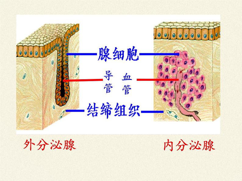 北师大版生物七年级下册 第12章 第3节 激素调节(18)（课件）06