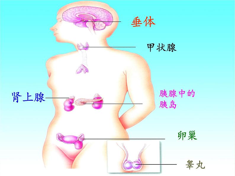 北师大版生物七年级下册 第12章 第3节 激素调节(18)（课件）08