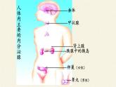 北师大版生物七年级下册 第12章 第3节 激素调节(16)（课件）