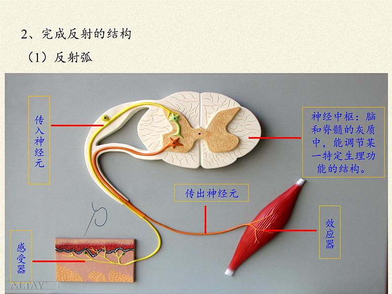 北师大版生物七年级下册 第12章 第1节 神经系统与神经调节(9)（课件）第3页