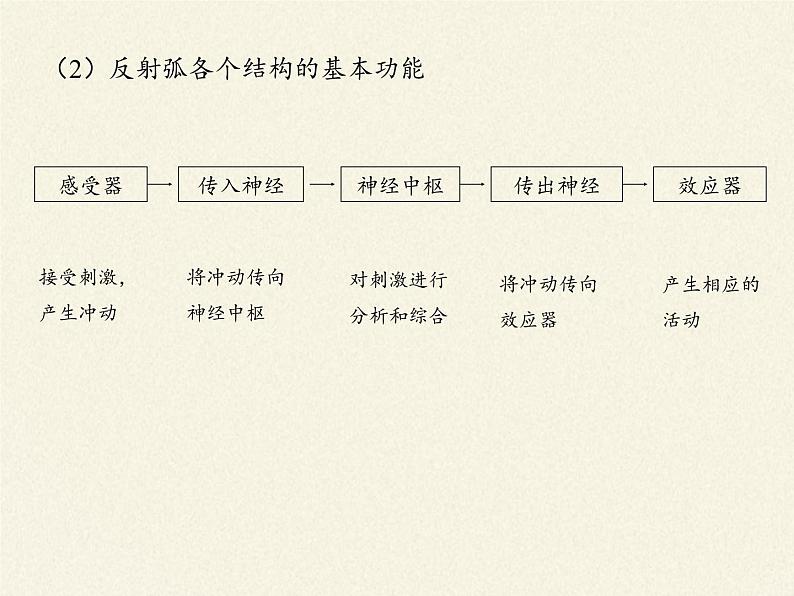 北师大版生物七年级下册 第12章 第1节 神经系统与神经调节(9)（课件）第4页