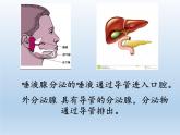 北师大版生物七年级下册 第12章 第3节 激素调节(15)（课件）