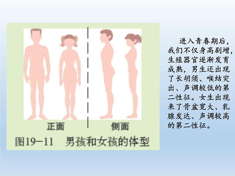 北师大版生物七年级下册 第12章 第3节 激素调节(15)（课件）07