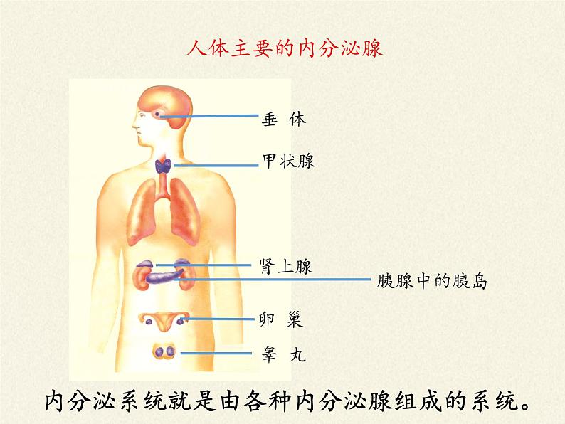 北师大版生物七年级下册 第12章 第3节 激素调节(21)（课件）06