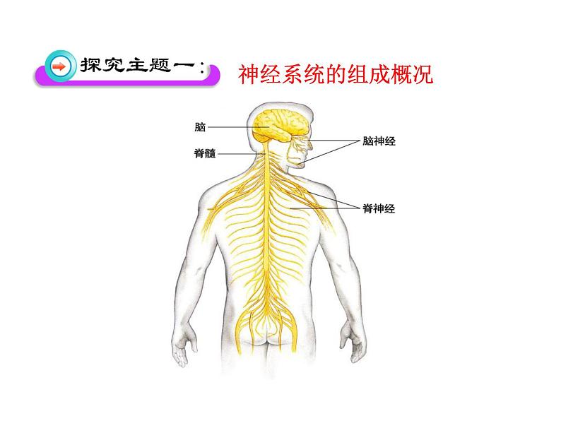 北师大版生物七年级下册 第12章 第1节 神经系统与神经调节_（课件）06