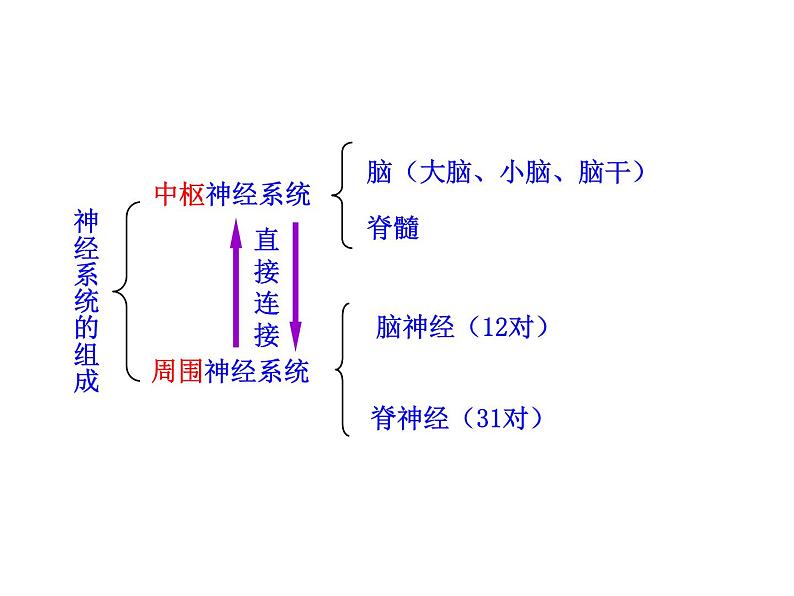 北师大版生物七年级下册 第12章 第1节 神经系统与神经调节_（课件）08