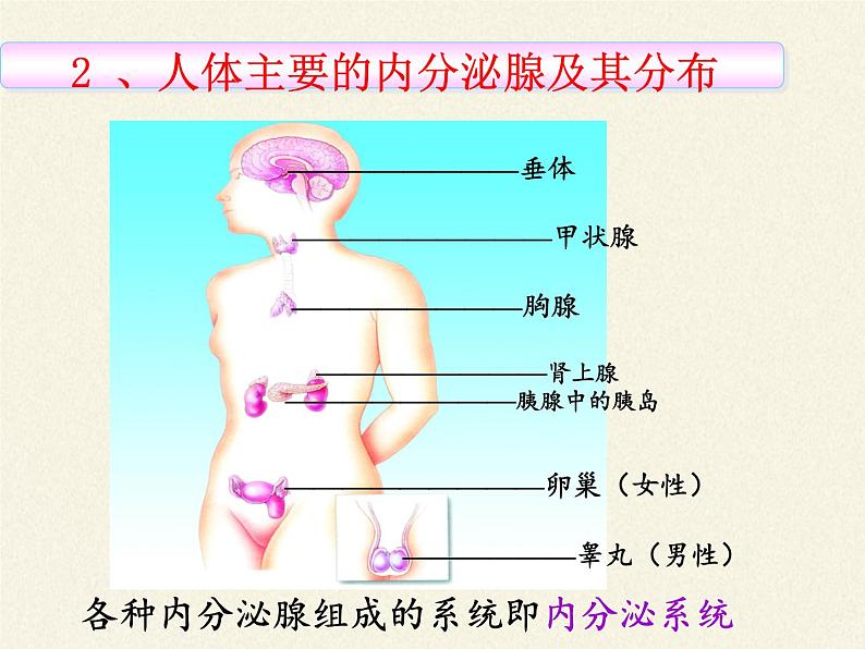 北师大版生物七年级下册 第12章 第3节 激素调节(24)（课件）第6页