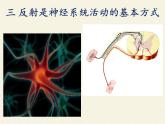 北师大版生物七年级下册 第12章 第1节 神经系统与神经调节(10)（课件）