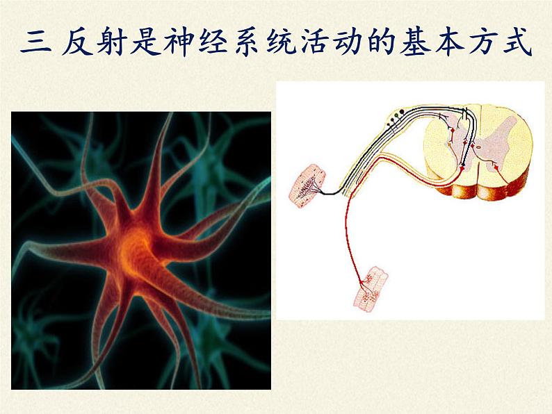 北师大版生物七年级下册 第12章 第1节 神经系统与神经调节(10)（课件）02