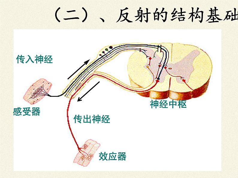 北师大版生物七年级下册 第12章 第1节 神经系统与神经调节(10)（课件）05